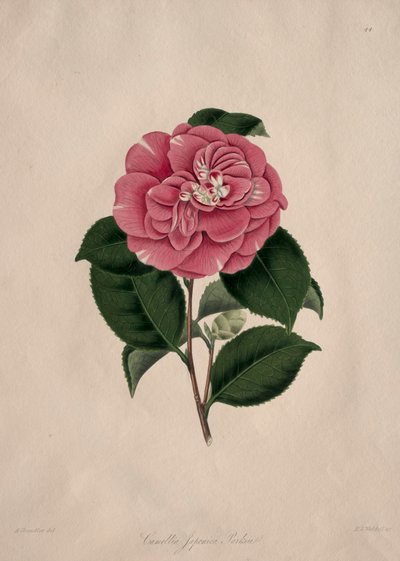 Ilustracje i opisy... naturalnego rzędu kamelii (Camellieae): nr 44 autorstwa Alfred Chandler