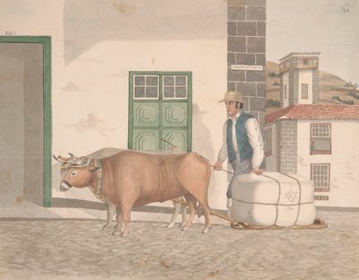 Sanie wołowe do przewozu towarów autorstwa Alfred Diston