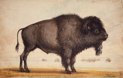 Pachnąc bryzą, ok. 1837 (akwarela na papierze) autorstwa Alfred Jacob Miller
