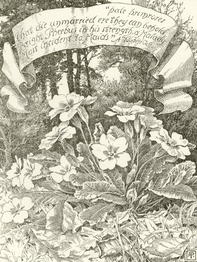 Blade Primroses (grawiura) autorstwa Alfred Parsons