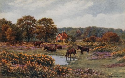 Kucyki New Forest, Lyndhurst autorstwa Alfred Robert Quinton