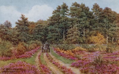 Sosny i wrzosy w pobliżu Brockenhurst autorstwa Alfred Robert Quinton