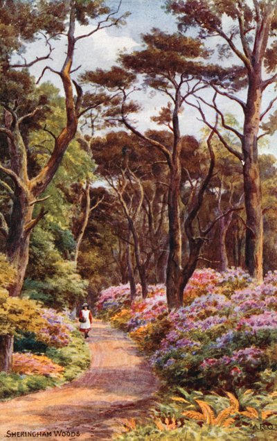 Las Sheringham autorstwa Alfred Robert Quinton