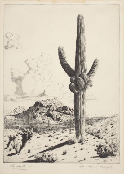 Strażnik (Sahuaro) (akwaforta i akwatinta) autorstwa Alfred Rudolph Waud