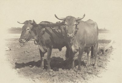  autorstwa Alfred Stieglitz