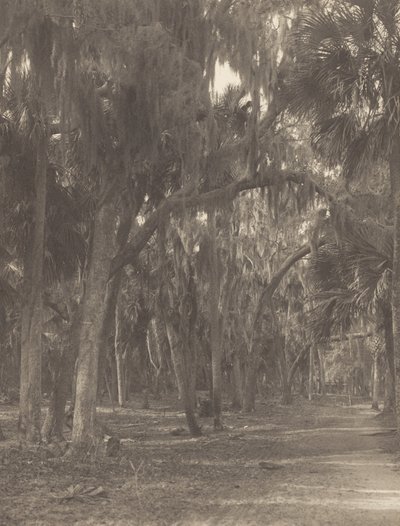 W Rockledge na Florydzie autorstwa Alfred Stieglitz