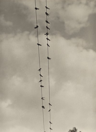Ptaki autorstwa Alfred Stieglitz