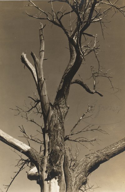 Umierający kasztanowiec (verso) autorstwa Alfred Stieglitz