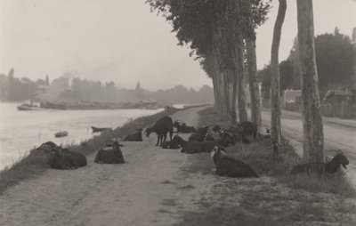Kozy pod Paryżem autorstwa Alfred Stieglitz