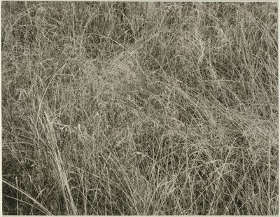 Trawa autorstwa Alfred Stieglitz
