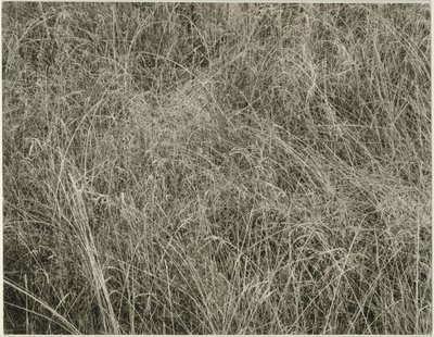 Trawa, 1933. autorstwa Alfred Stieglitz