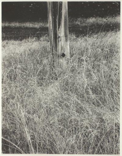 Trawa i maszt autorstwa Alfred Stieglitz