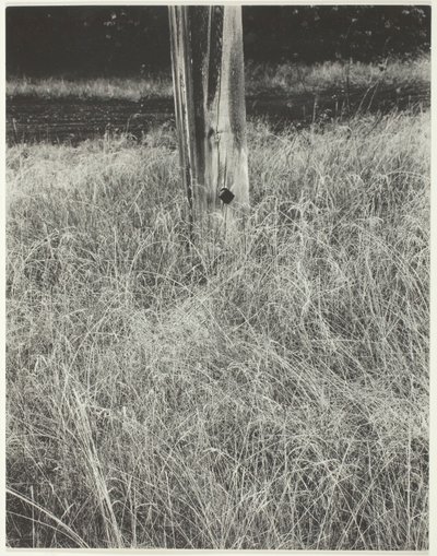 Trawa i maszt, 1933. autorstwa Alfred Stieglitz