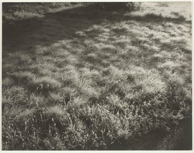 Trawa i mróz autorstwa Alfred Stieglitz