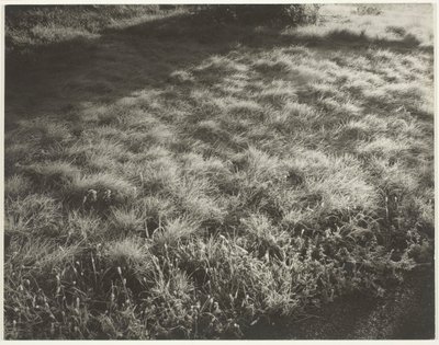 Trawa i mróz, 1934. autorstwa Alfred Stieglitz