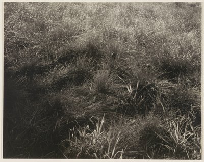 Trawy autorstwa Alfred Stieglitz