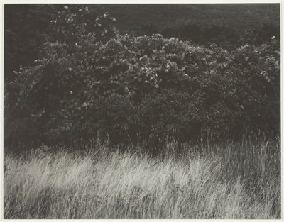 Żywopłot i Trawy - Jezioro George autorstwa Alfred Stieglitz