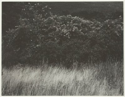 Żywopłot i Trawy - Lake George, 1933. autorstwa Alfred Stieglitz