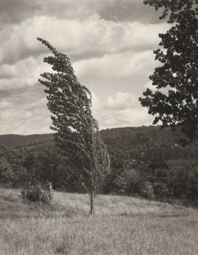 Poplar — Jezioro George autorstwa Alfred Stieglitz