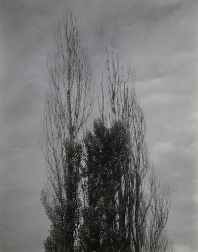 Topole — Jezioro George autorstwa Alfred Stieglitz