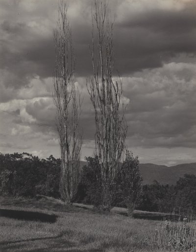 Topole — Jezioro George autorstwa Alfred Stieglitz