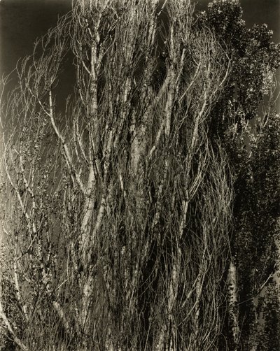 Topole – Jezioro George autorstwa Alfred Stieglitz