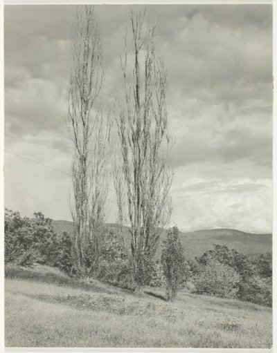Topole – Jezioro George autorstwa Alfred Stieglitz