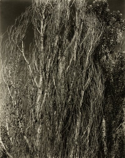 Topole — Lake George, 1932. autorstwa Alfred Stieglitz