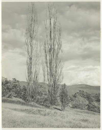 Topole — Lake George, 1935. autorstwa Alfred Stieglitz