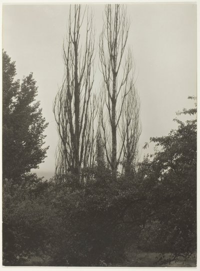 Topole - Jezioro George autorstwa Alfred Stieglitz