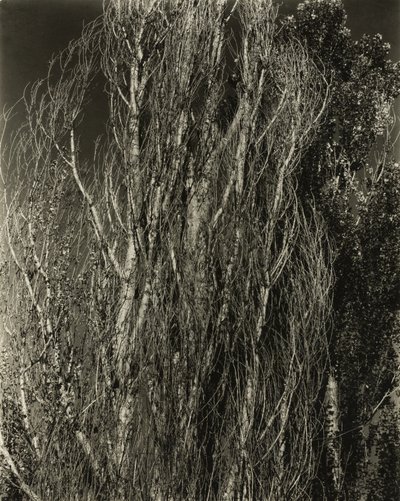 Topole - Jezioro George autorstwa Alfred Stieglitz