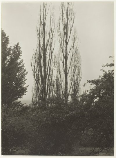 Topole - Jezioro George, 1935. autorstwa Alfred Stieglitz