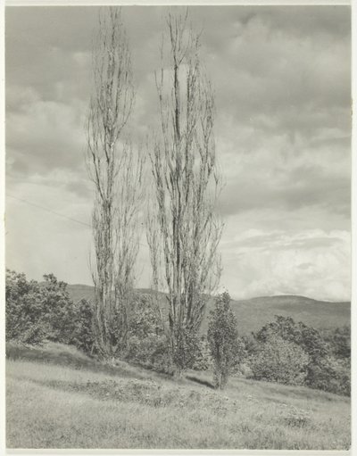 Topole Jezioro George autorstwa Alfred Stieglitz