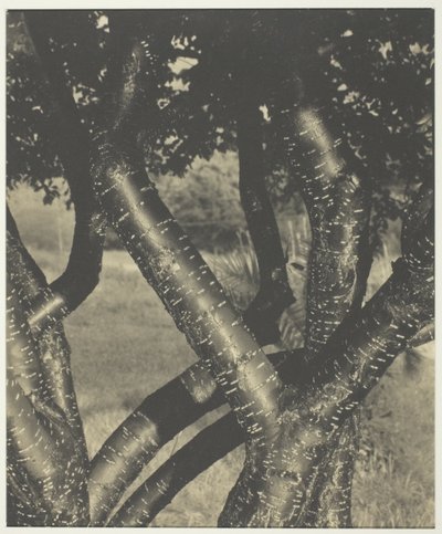 Tańczące drzewa autorstwa Alfred Stieglitz
