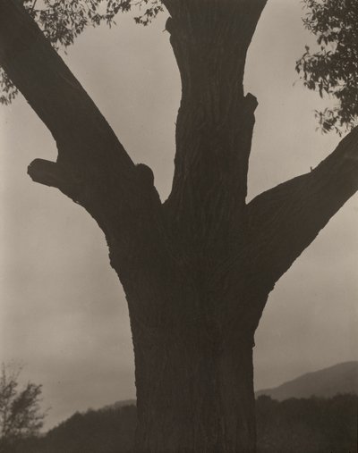 Umierający kasztan autorstwa Alfred Stieglitz