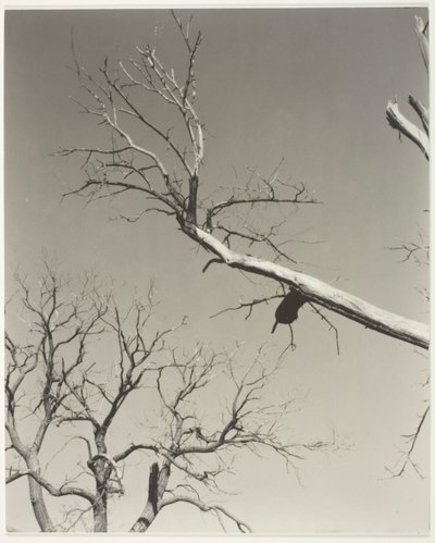 Umierający kasztanowiec - mój nauczyciel autorstwa Alfred Stieglitz