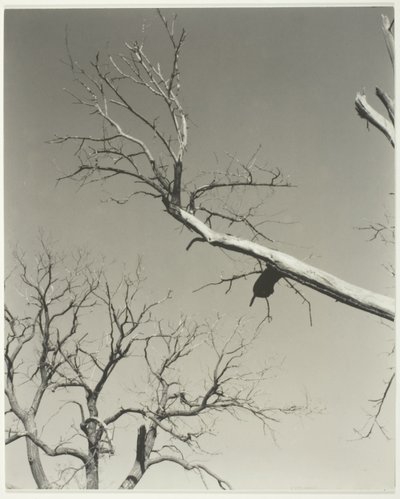 Umierający kasztanowiec - mój nauczyciel autorstwa Alfred Stieglitz