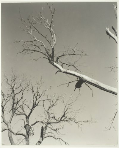 Umierający kasztan — mój nauczyciel, 1927. autorstwa Alfred Stieglitz