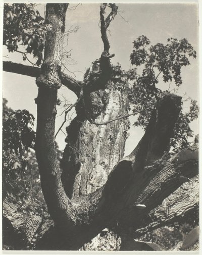 Stary klon - Lake George, 1926. autorstwa Alfred Stieglitz