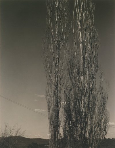 Dwie topole, jezioro George autorstwa Alfred Stieglitz