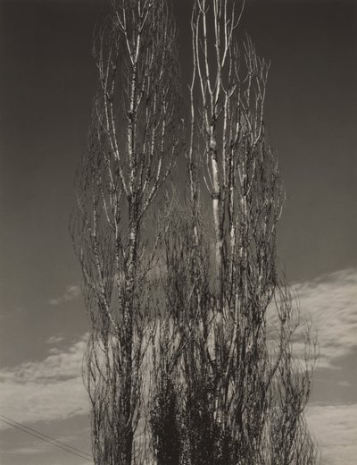 „Dwie topole”, jezioro George autorstwa Alfred Stieglitz