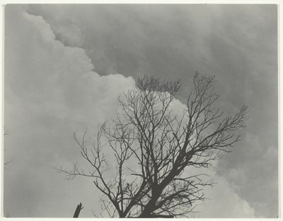 Zestaw drzew 3 autorstwa Alfred Stieglitz