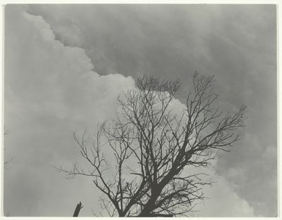 Zestaw drzew 3, ok. 1924. autorstwa Alfred Stieglitz