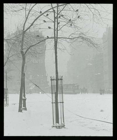 Drzewo w śniegu, Nowy Jork autorstwa Alfred Stieglitz