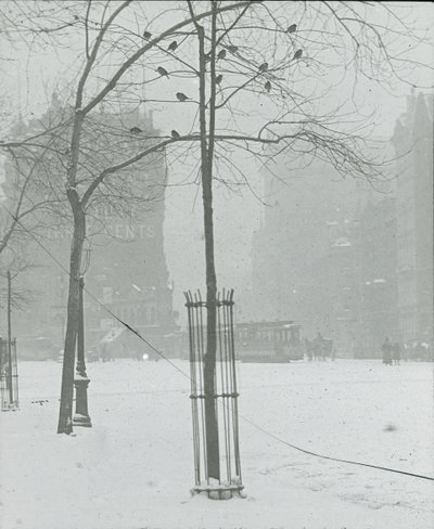 Drzewo w śniegu, Nowy Jork, 190002. autorstwa Alfred Stieglitz