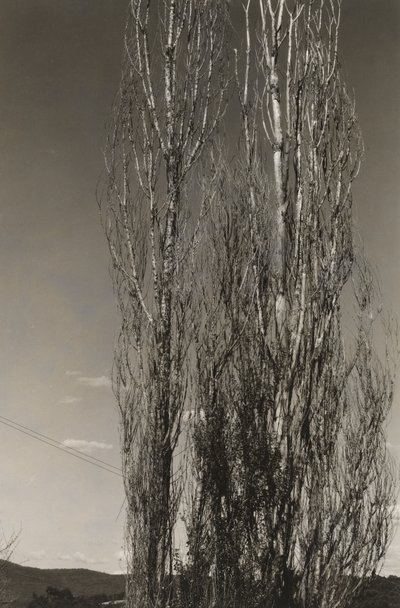 Dwie topole, Lake George (rekto) autorstwa Alfred Stieglitz