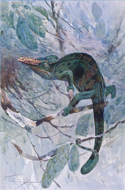 Afrykański kameleon, ilustracja z „Wildlife of the World”, ok. 1910 r. (litografia kolorowa) autorstwa Alfred Weczerzick