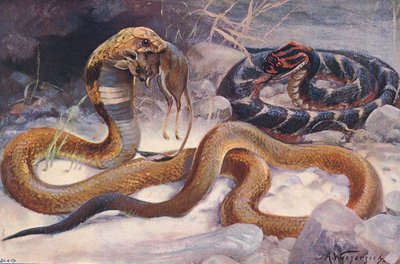 Cobra and Puff Adder, ilustracja z „Wildlife of the World”, ok. 1910 r. (litografia kolorowa) autorstwa Alfred Weczerzick