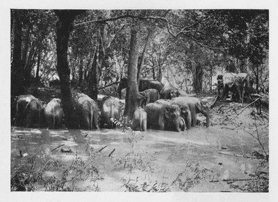 Elephant Kraaling na Cejlonie przy wodopoju wewnątrz palisad, c1890, 1910 autorstwa Alfred William Amandus Plate