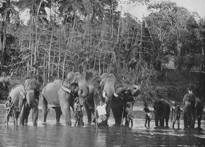 Święte słonie kąpiące się w Mahaweli Ganga w Katugastota, c1890, 1910 autorstwa Alfred William Amandus Plate